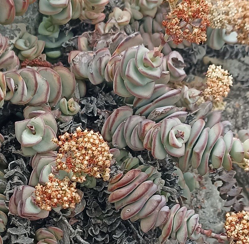 Crassula rupestris subsp. rupestris