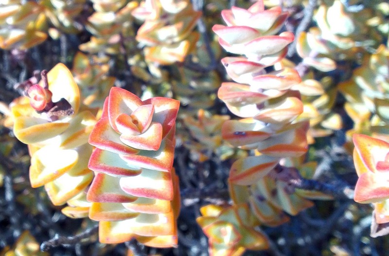 Crassula rupestris subsp. rupestris photo 2