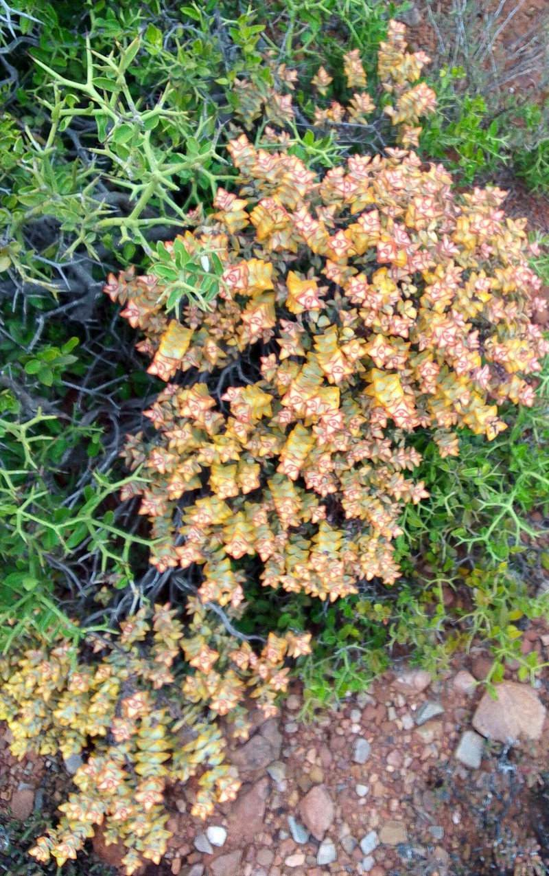 Crassula rupestris subsp. rupestris photo 3