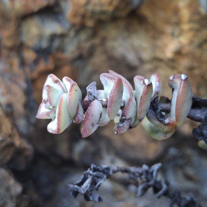 Crassula rupestris subsp. rupestris photo 4