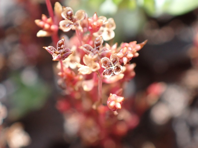 Wrinkleseed Pygmyweed