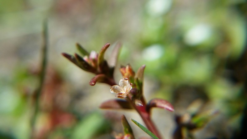 Wrinkleseed Pygmyweed photo 2