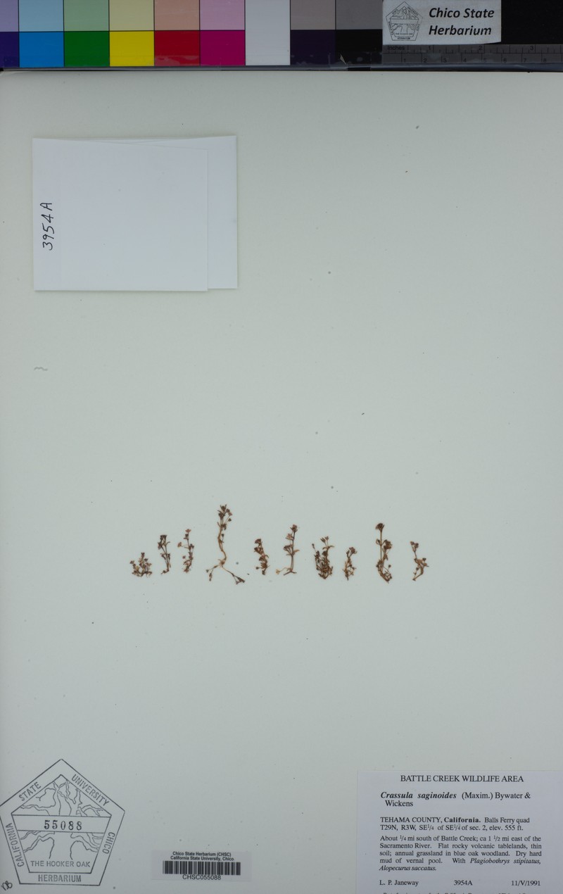 Wrinkleseed Pygmyweed photo 4