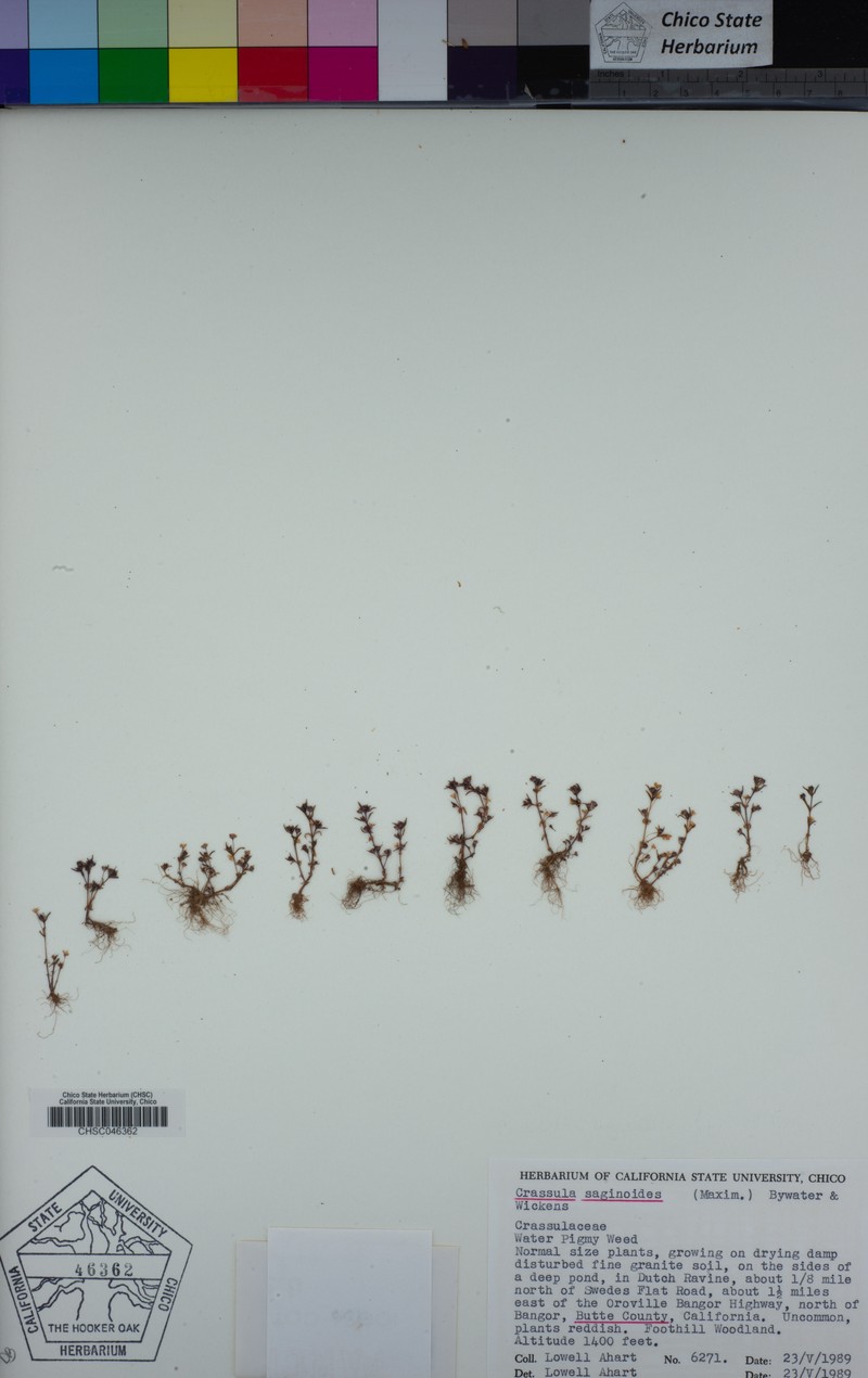 Wrinkleseed Pygmyweed photo 5