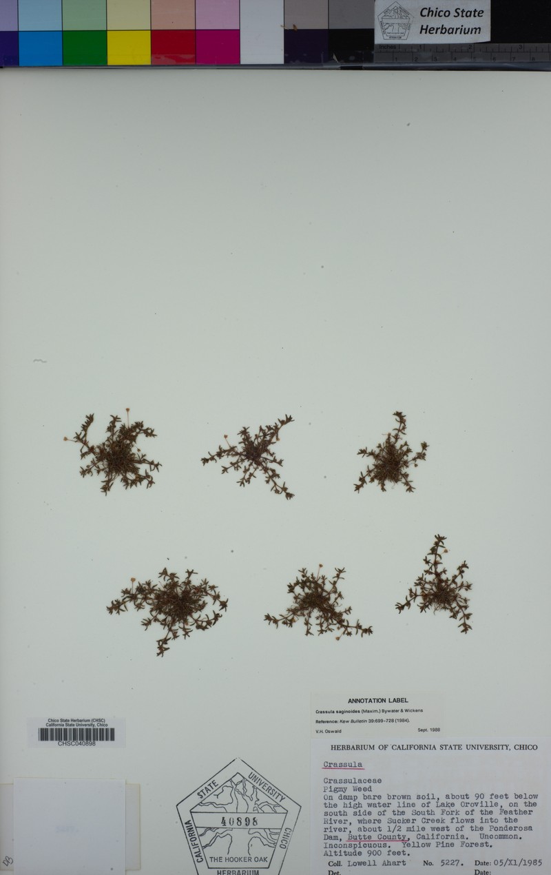 Wrinkleseed Pygmyweed photo 6