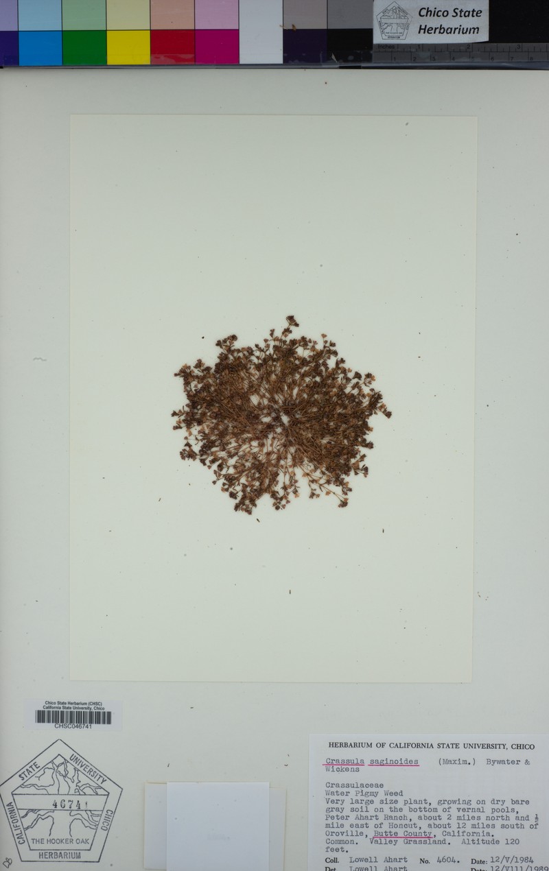 Wrinkleseed Pygmyweed photo 7