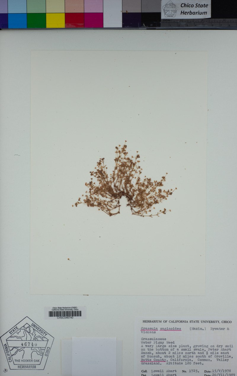 Wrinkleseed Pygmyweed photo 8
