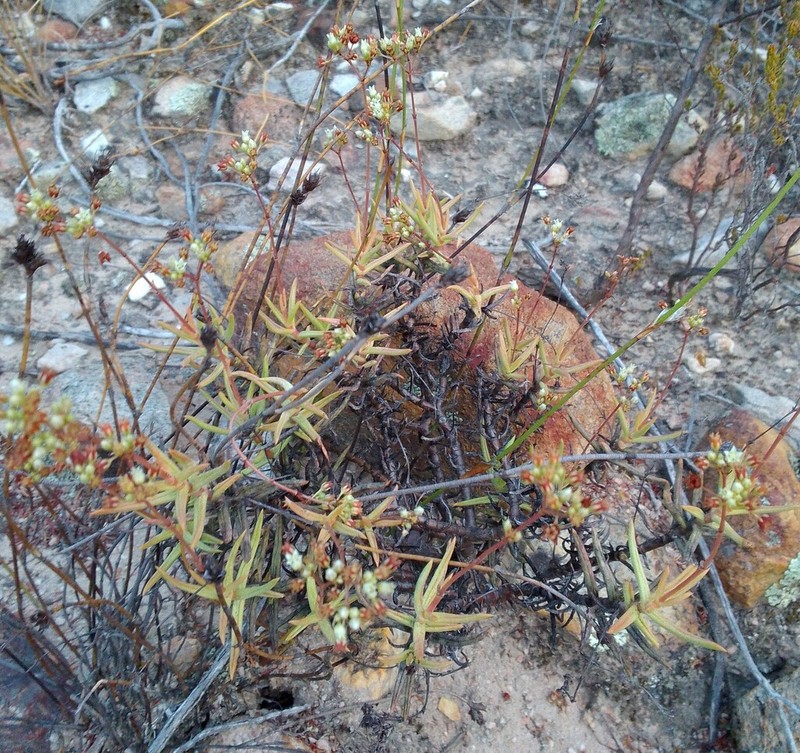 Crassula sandrae