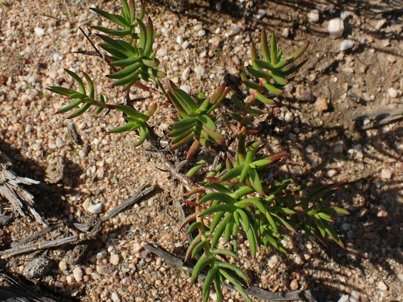 Crassula sandrae photo 2