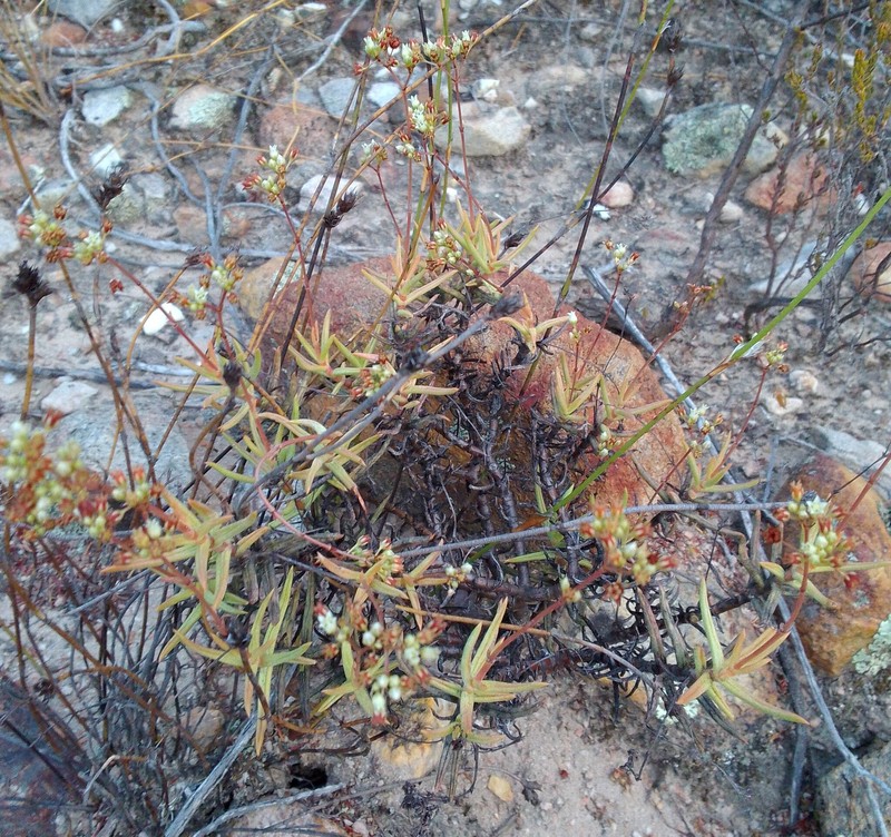 Crassula sandrae photo 3