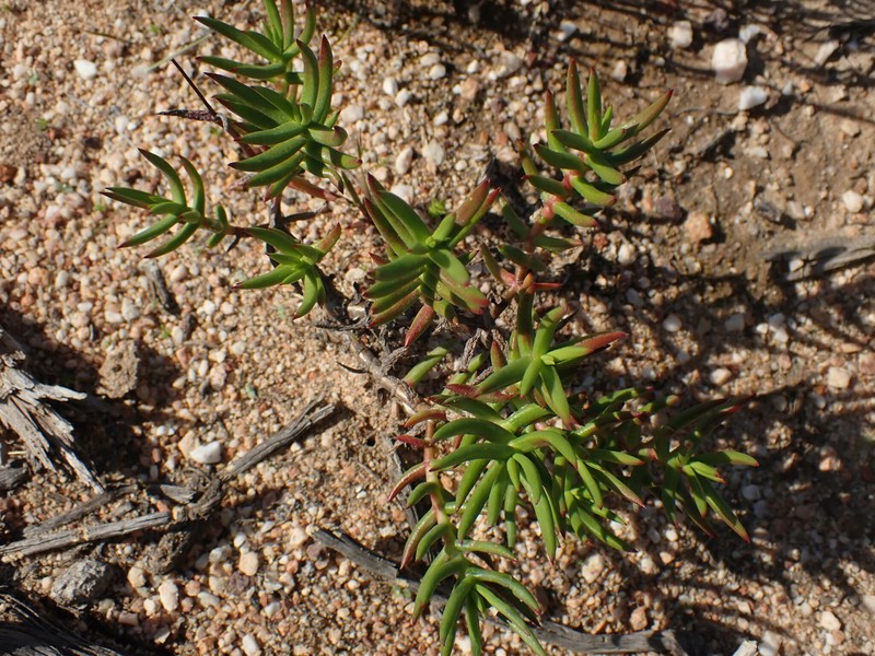 Crassula sandrae photo 4