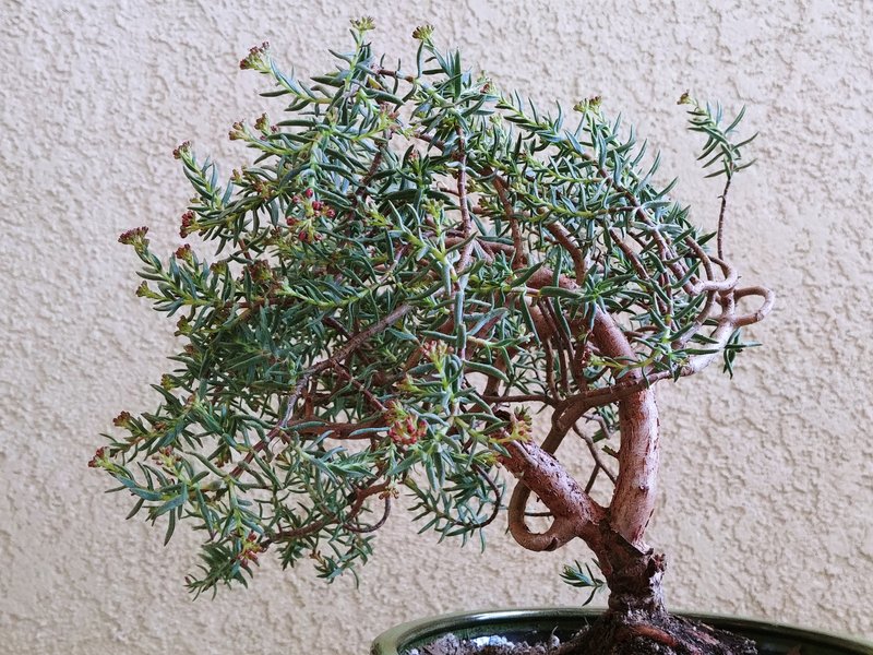 Crassula sarcocaulis