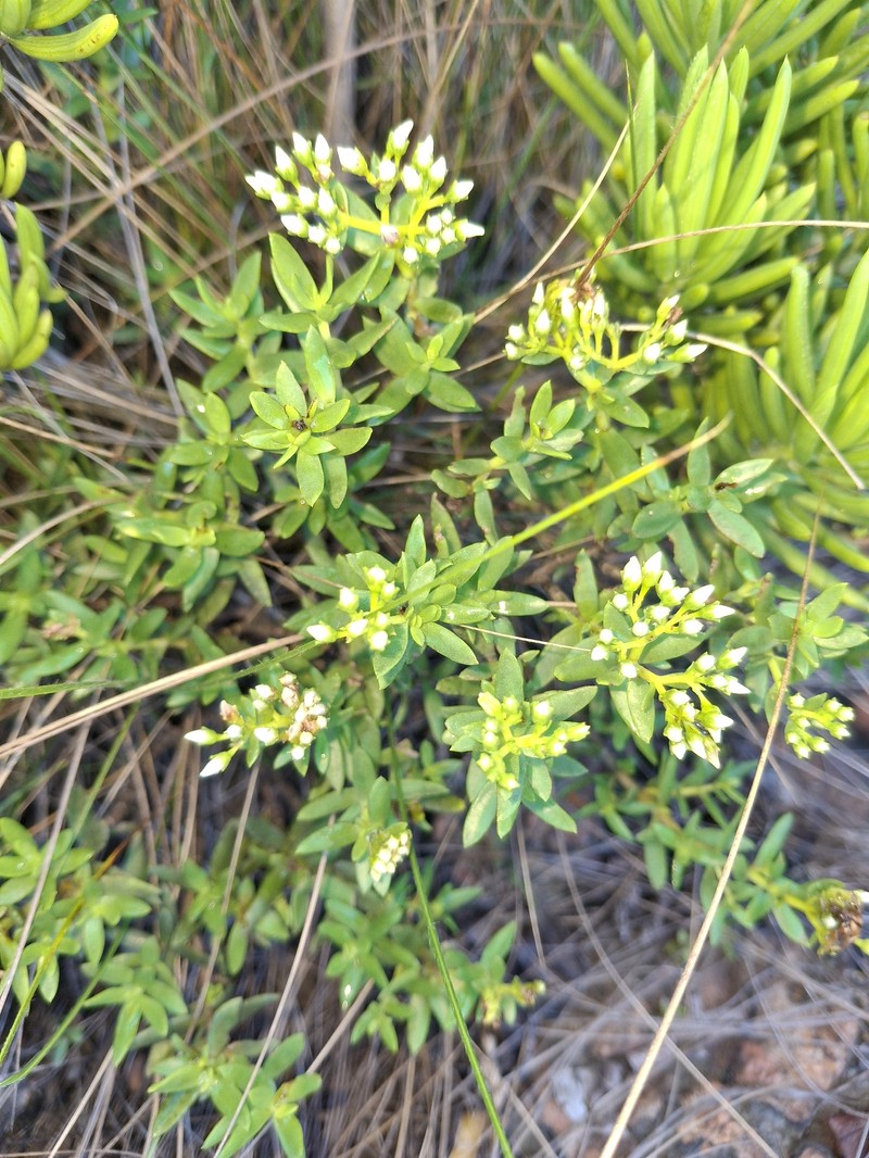 Crassula sarcocaulis subsp. sarcocaulis