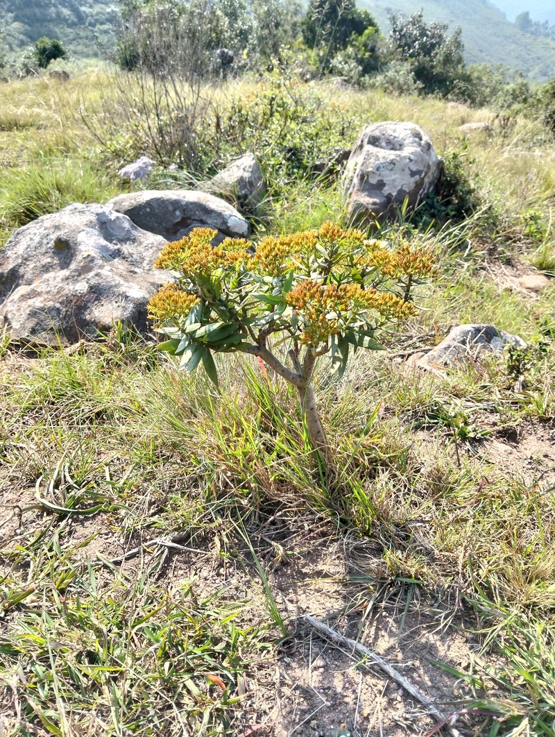 Crassula sarcocaulis subsp. sarcocaulis photo 2