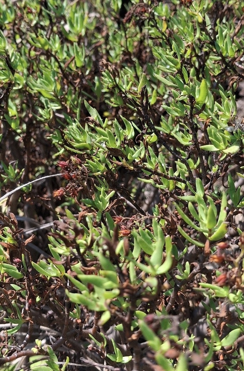 Crassula sarcocaulis subsp. sarcocaulis photo 3
