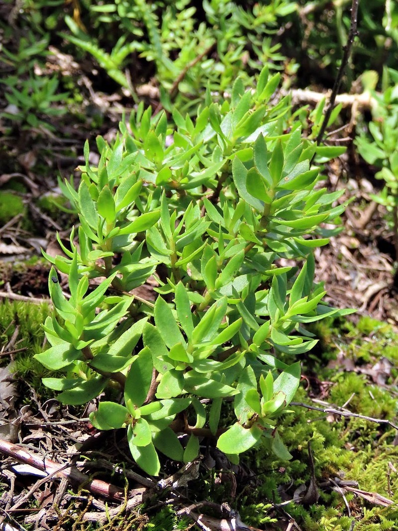 Crassula sarcocaulis subsp. sarcocaulis photo 4