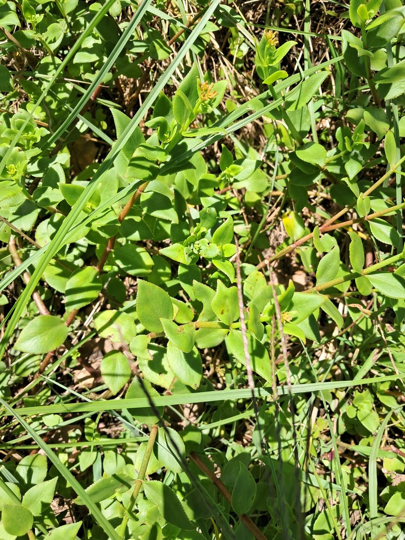 Crassula sarmentosa var. sarmentosa