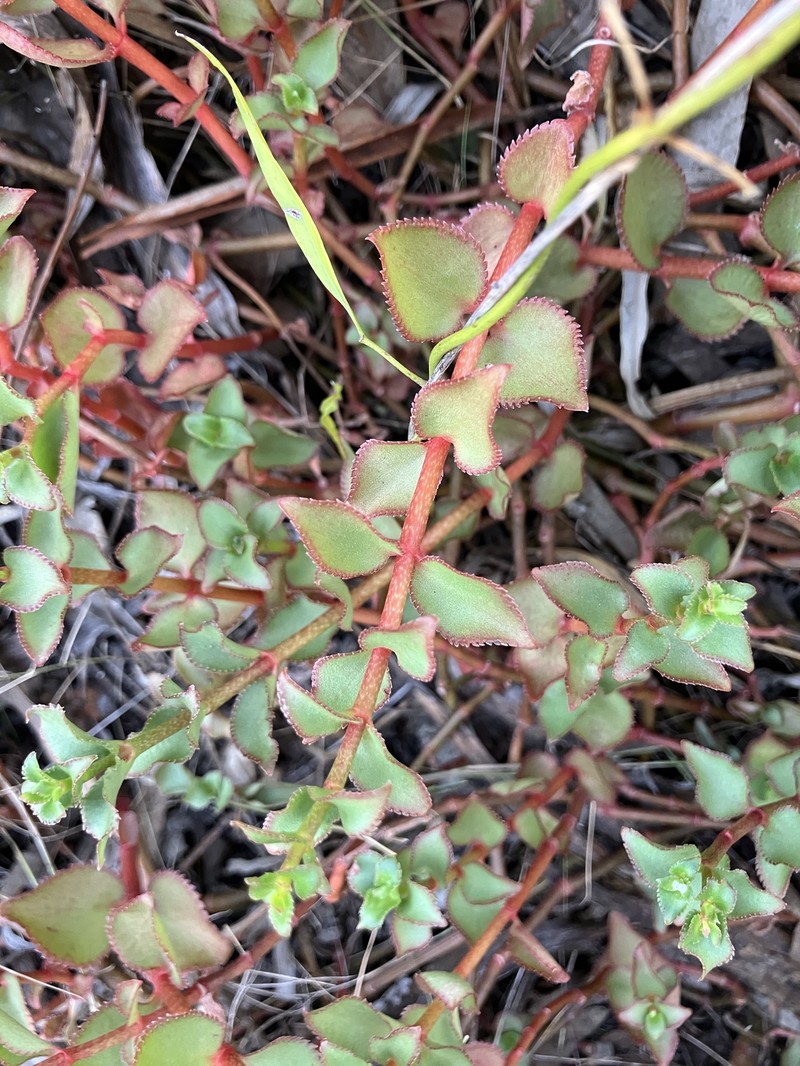 Crassula sarmentosa var. sarmentosa photo 2