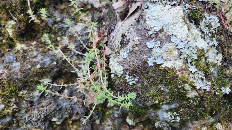 Crassula schimperi subsp. schimperi