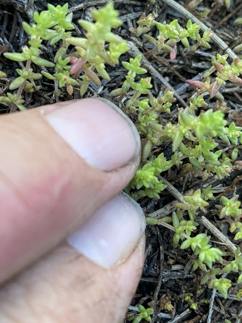 Crassula schimperi subsp. schimperi photo 2
