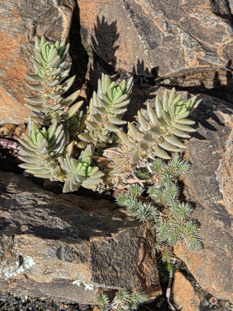 Crassula schimperi subsp. schimperi photo 3