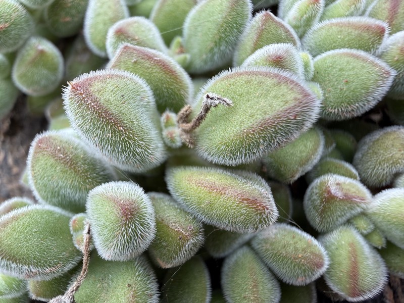 Crassula sericea var. sericea