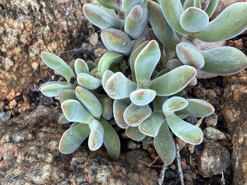Crassula sericea var. sericea photo 2