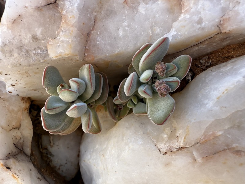 Crassula sericea var. sericea photo 3