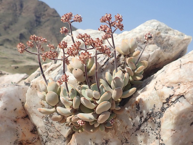 Crassula sericea var. sericea photo 4