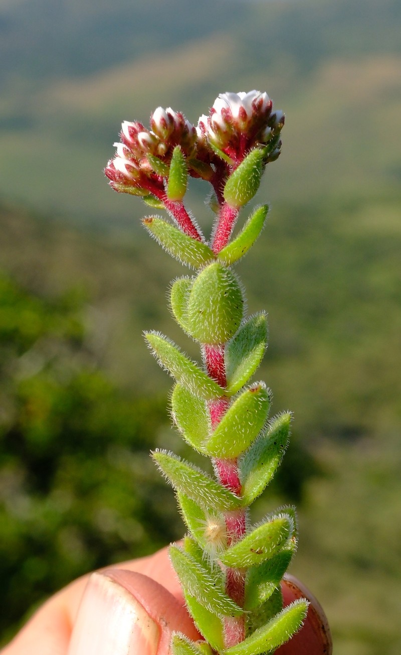 Crassula setulosa var. setulosa