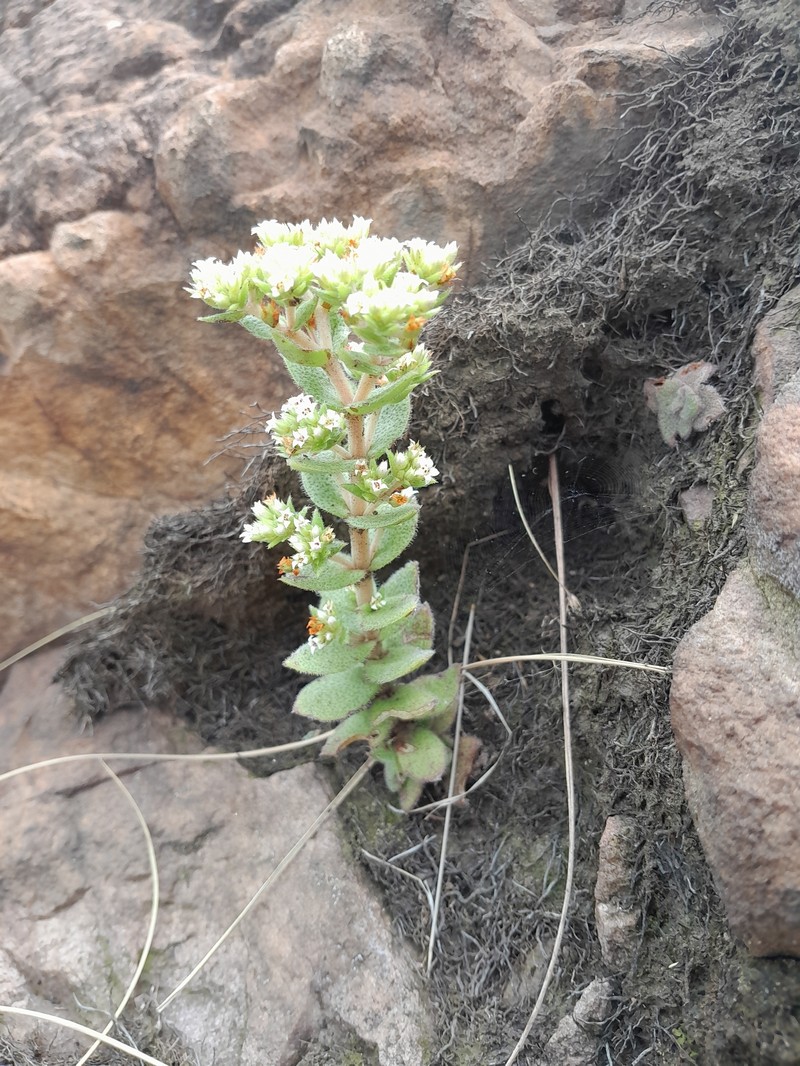 Crassula setulosa var. setulosa photo 2