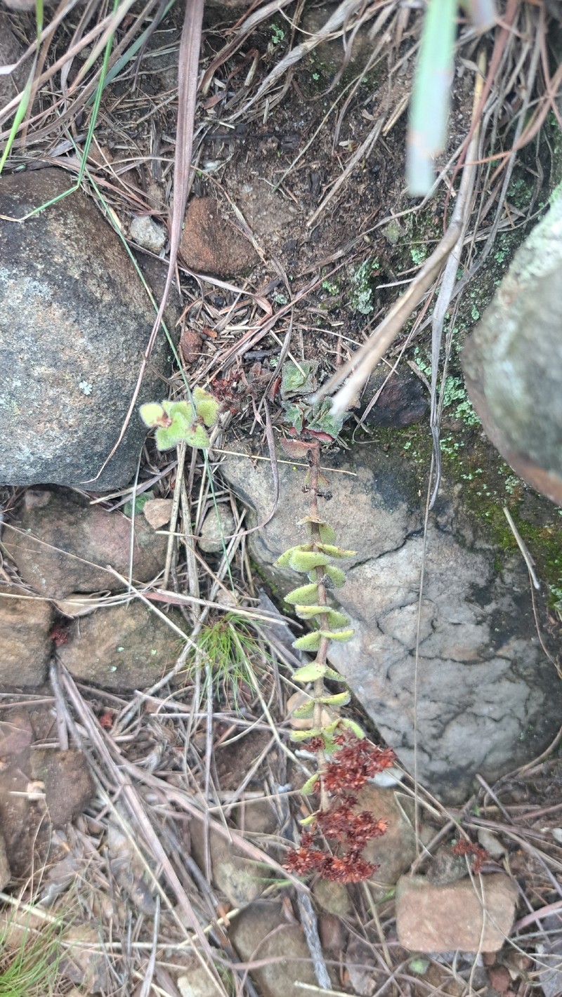 Crassula setulosa var. setulosa photo 4