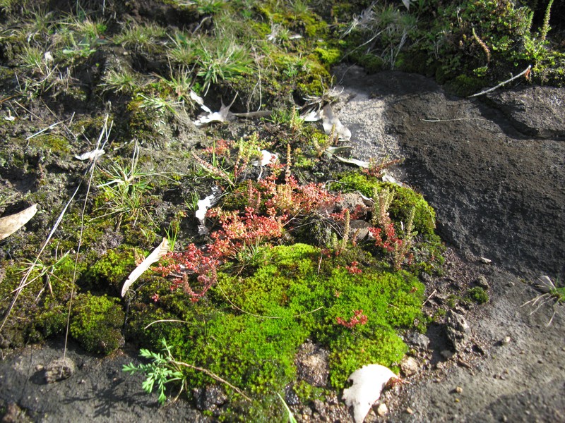 Siberian Pygmyweed photo 5