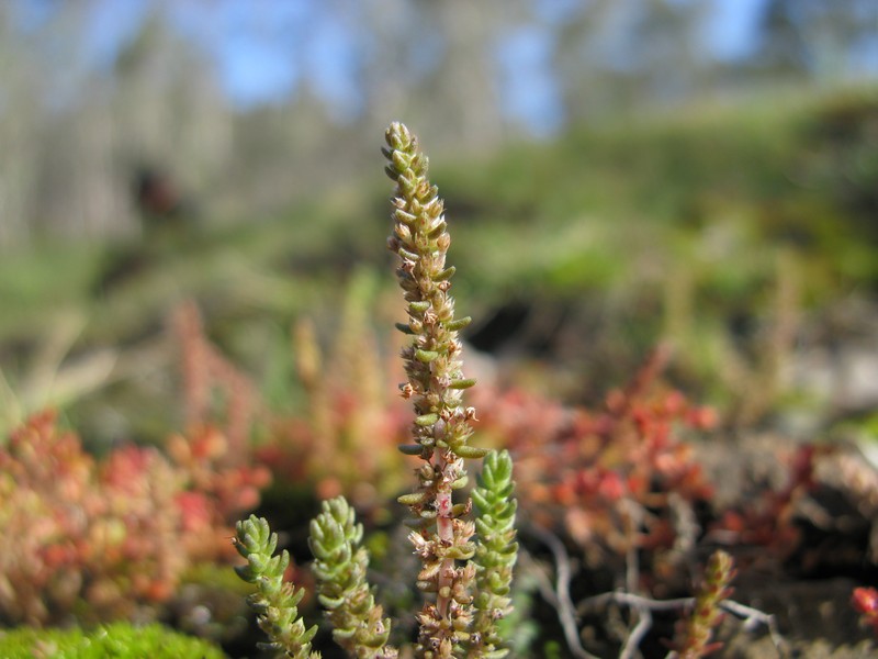Siberian Pygmyweed photo 6