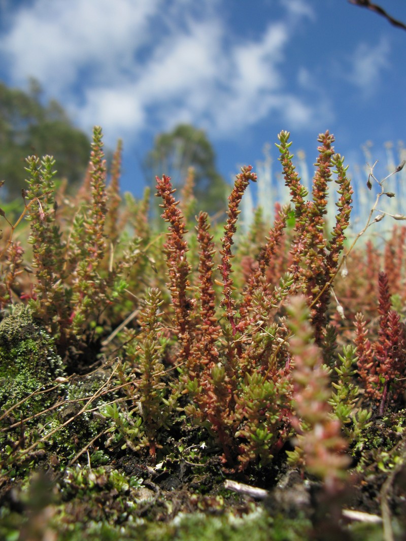 Siberian Pygmyweed photo 2
