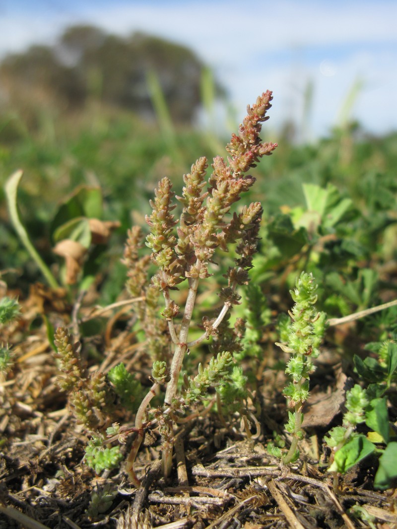 Siberian Pygmyweed photo 3