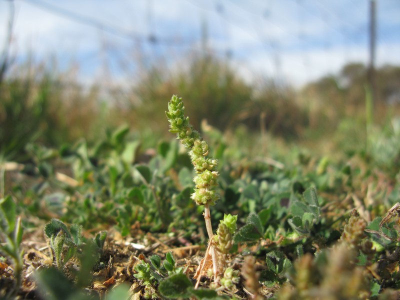 Siberian Pygmyweed photo 4