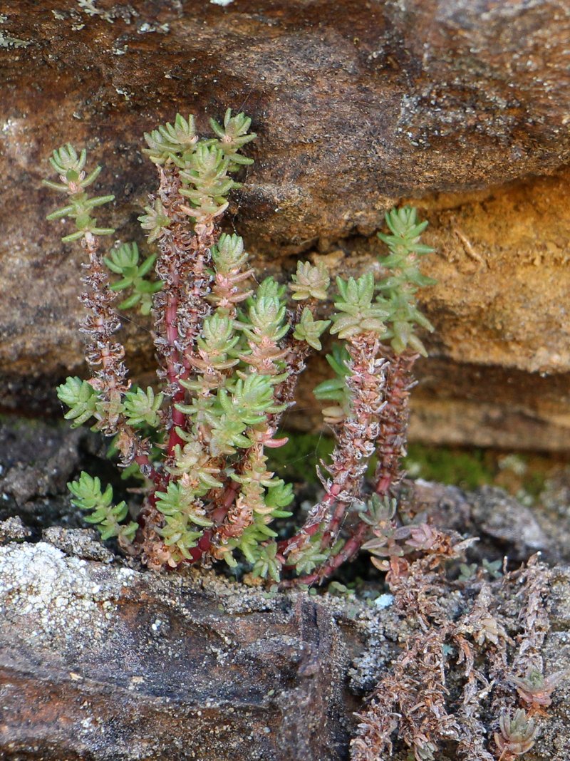 Siberian Pygmyweed