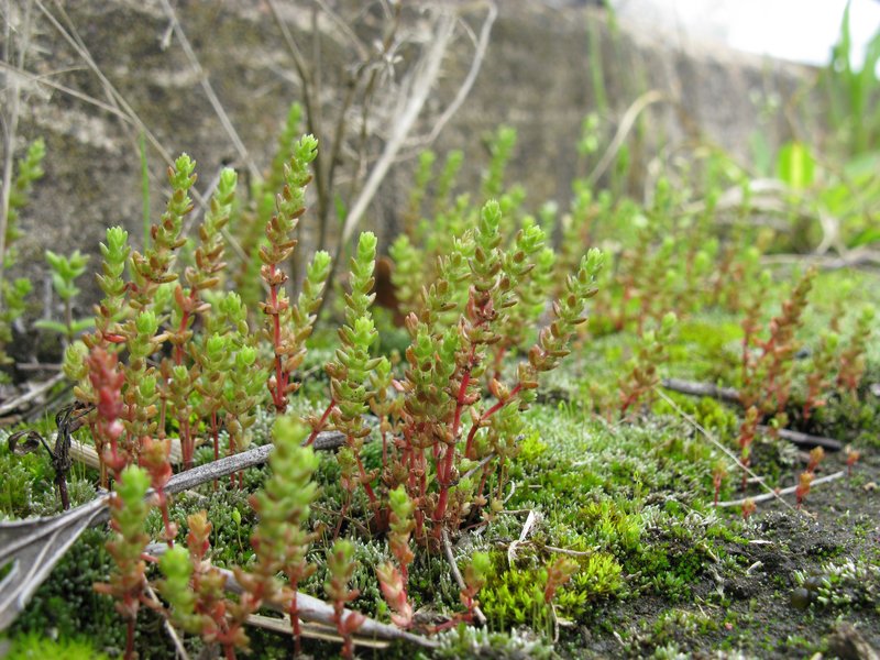 Siberian Pygmyweed photo 7