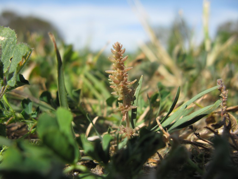 Siberian Pygmyweed photo 8