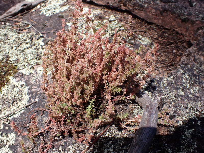 Crassula sieberiana subsp. sieberiana