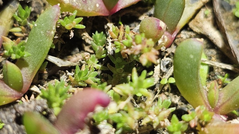 Crassula sieberiana subsp. sieberiana photo 2
