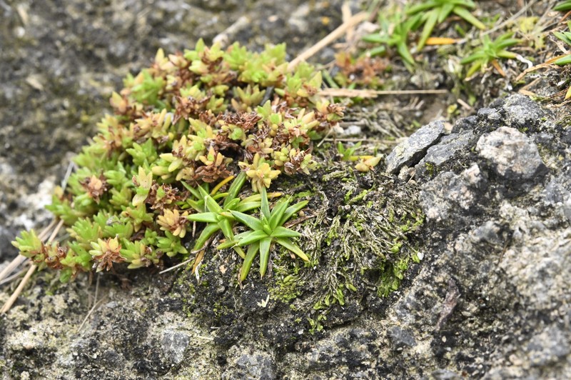Crassula sieberiana subsp. sieberiana photo 3