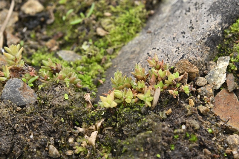 Crassula sieberiana subsp. sieberiana photo 4