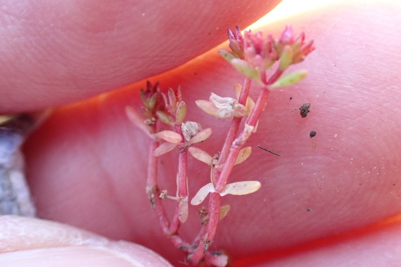 Smooth-Seed Pygmyweed
