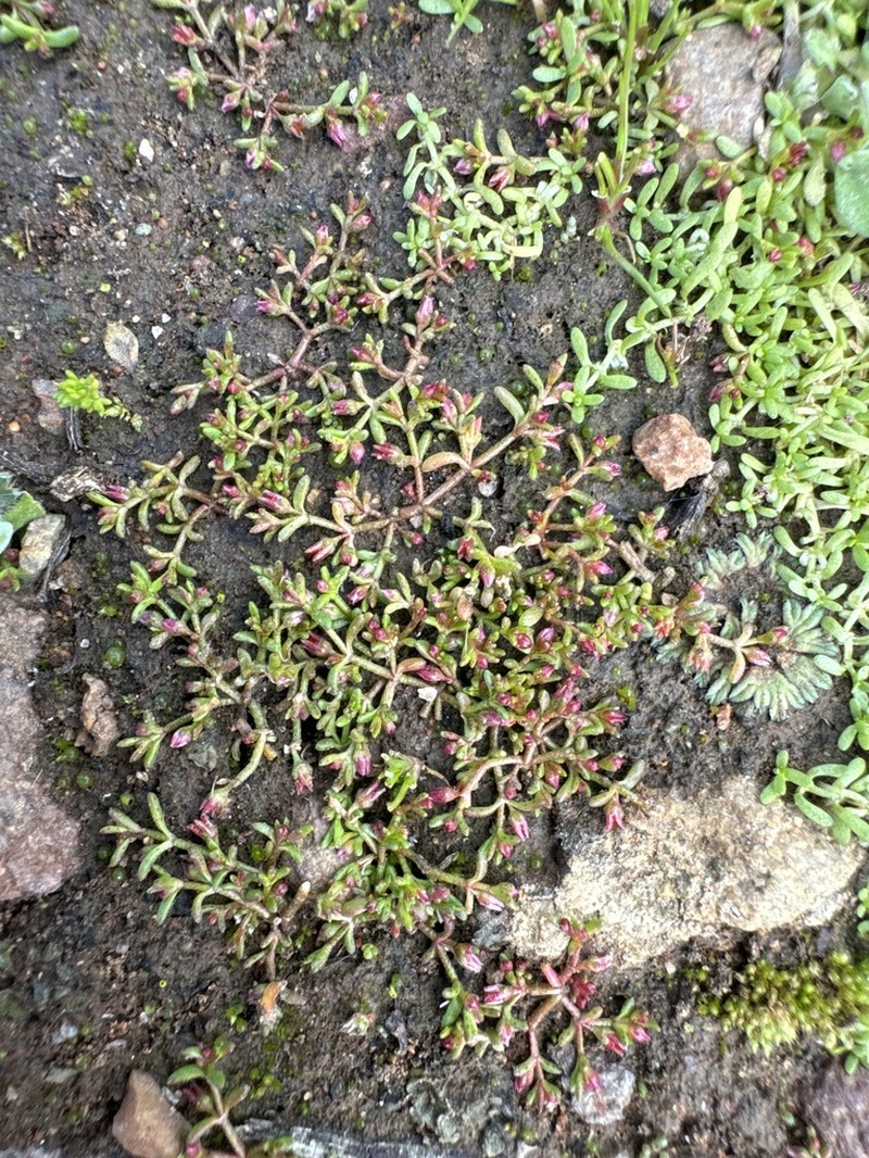 Smooth-Seed Pygmyweed photo 2