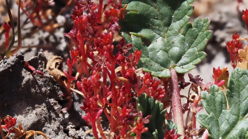 Smooth-Seed Pygmyweed photo 3
