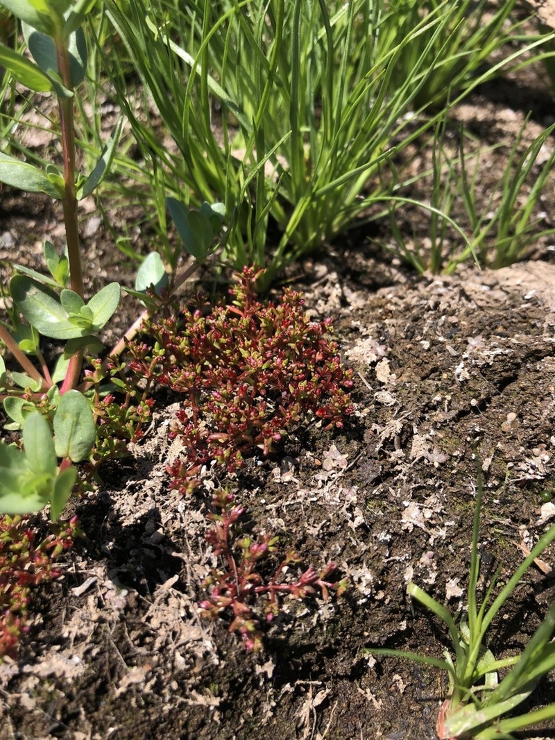 Smooth-Seed Pygmyweed photo 4