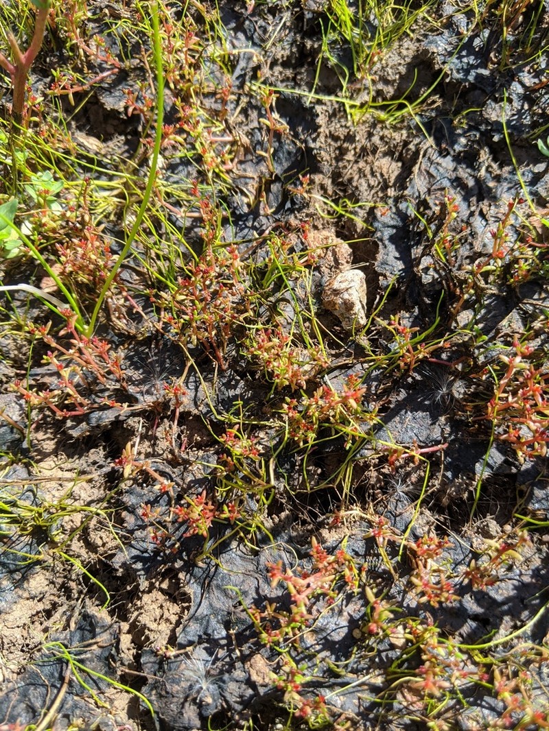 Smooth-Seed Pygmyweed photo 5