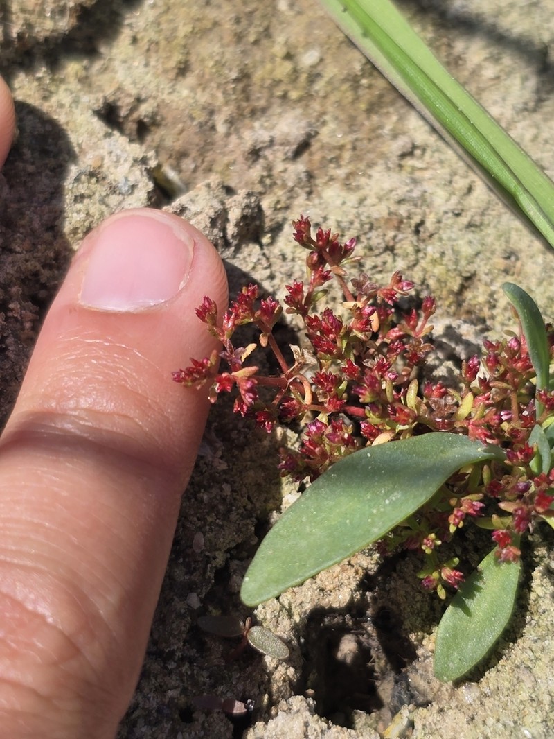 Smooth-Seed Pygmyweed photo 6
